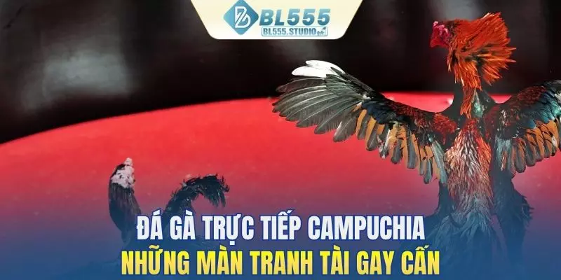 Đá gà trực tiếp Campuchia - Màn tranh tài gay cấn