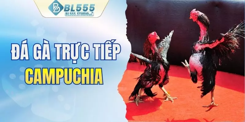 Đá gà trực tiếp Campuchia